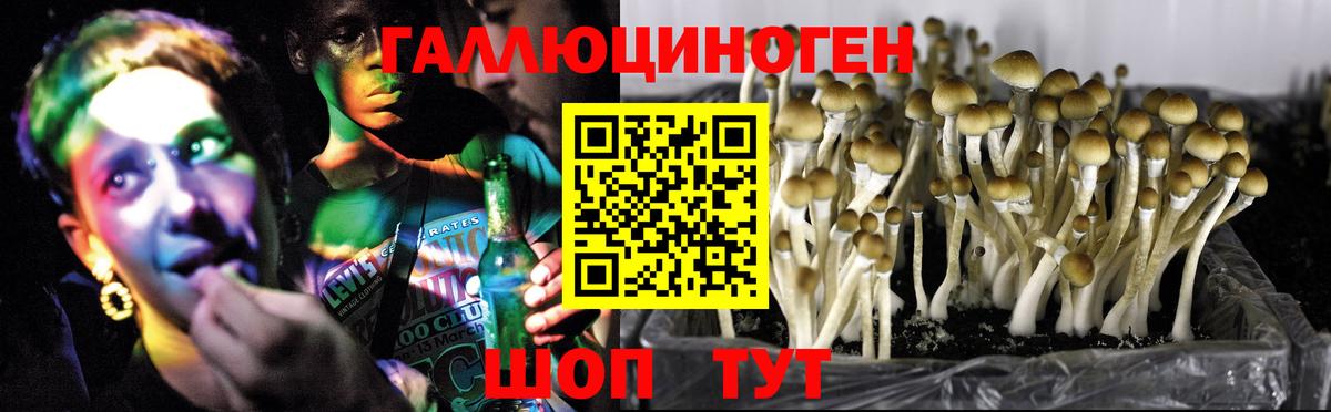 Галлюциногенные грибы Psilocybe Острогожск